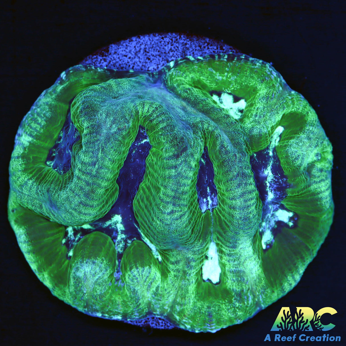 ARC Green And Purple Maze