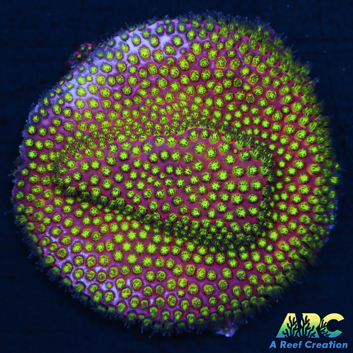 Electric Daisy Stylo