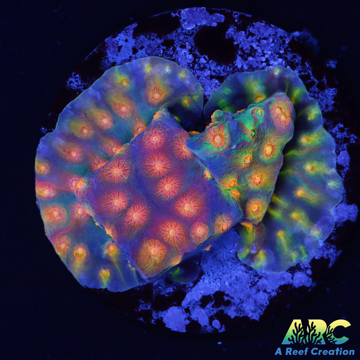 ARC Monet's Madness Cyphastrea