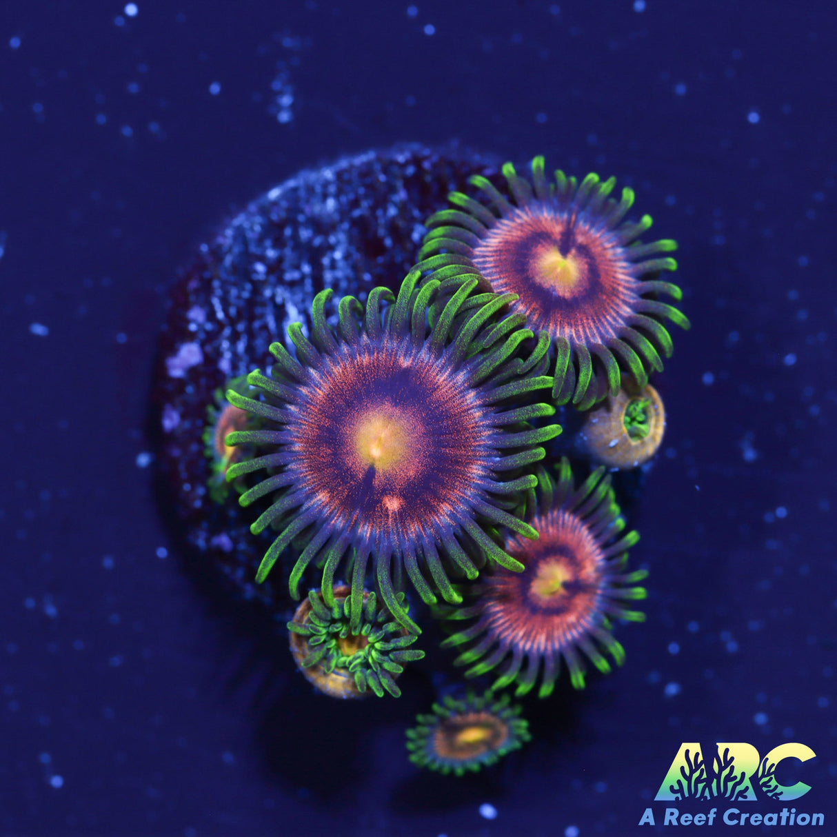 WWC Sweet Tooth Zoas