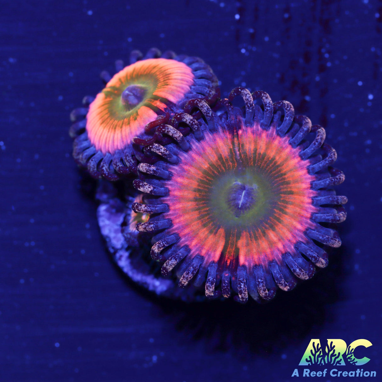 CB Rainbow Infusions