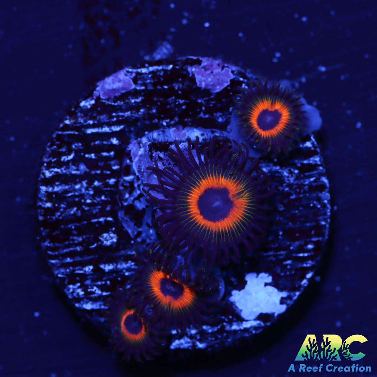 Johnny's Sea Pumpkins