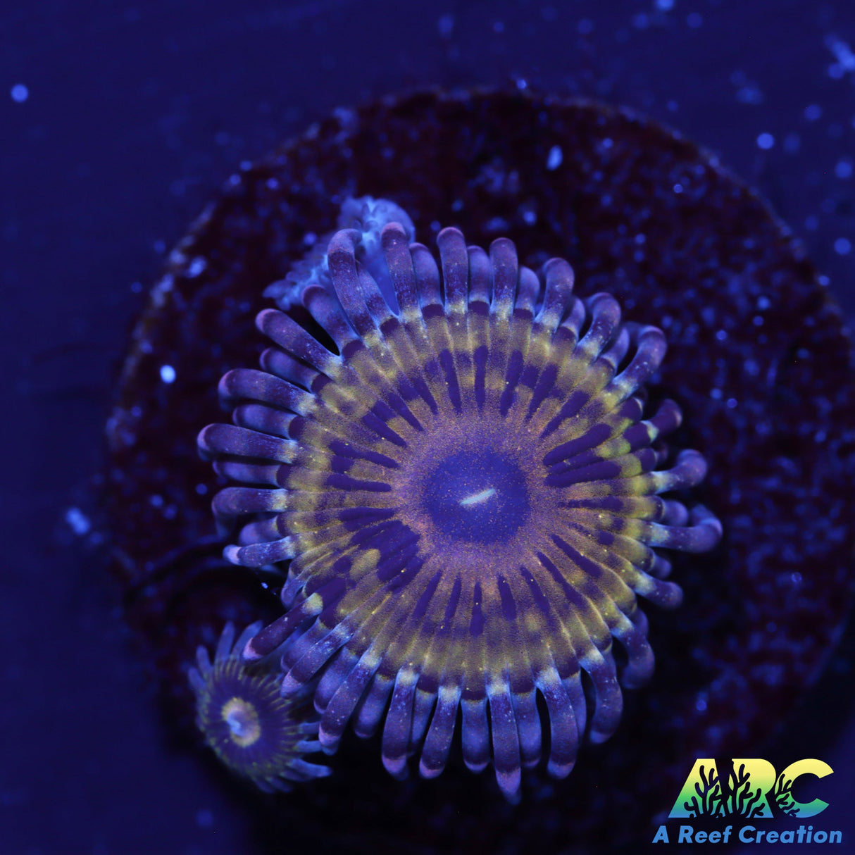 CK Stratocaster Zoas