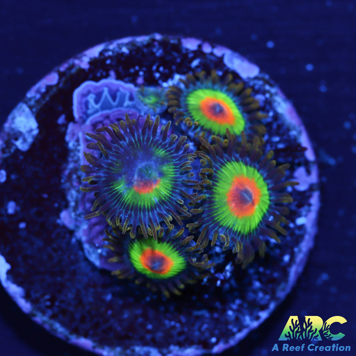 OG Rasta Zoas