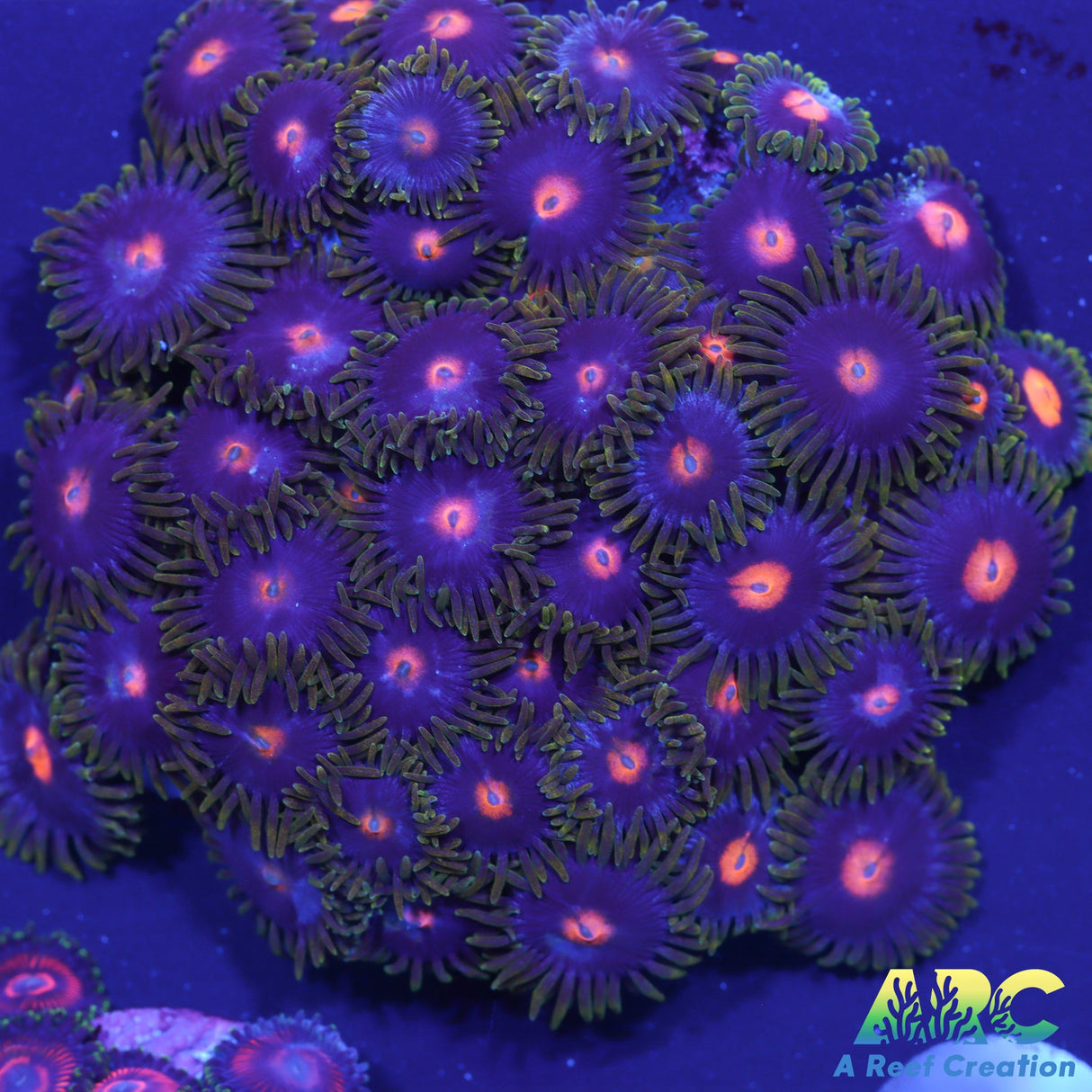 Blowpop Zoa