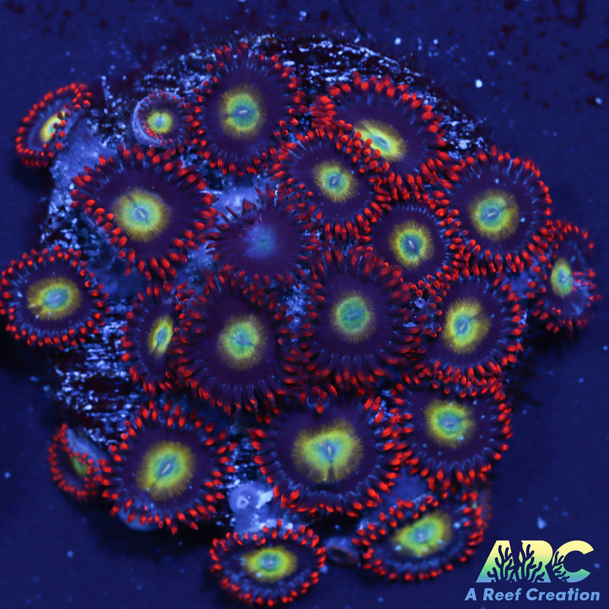 ARC Circus Zoas