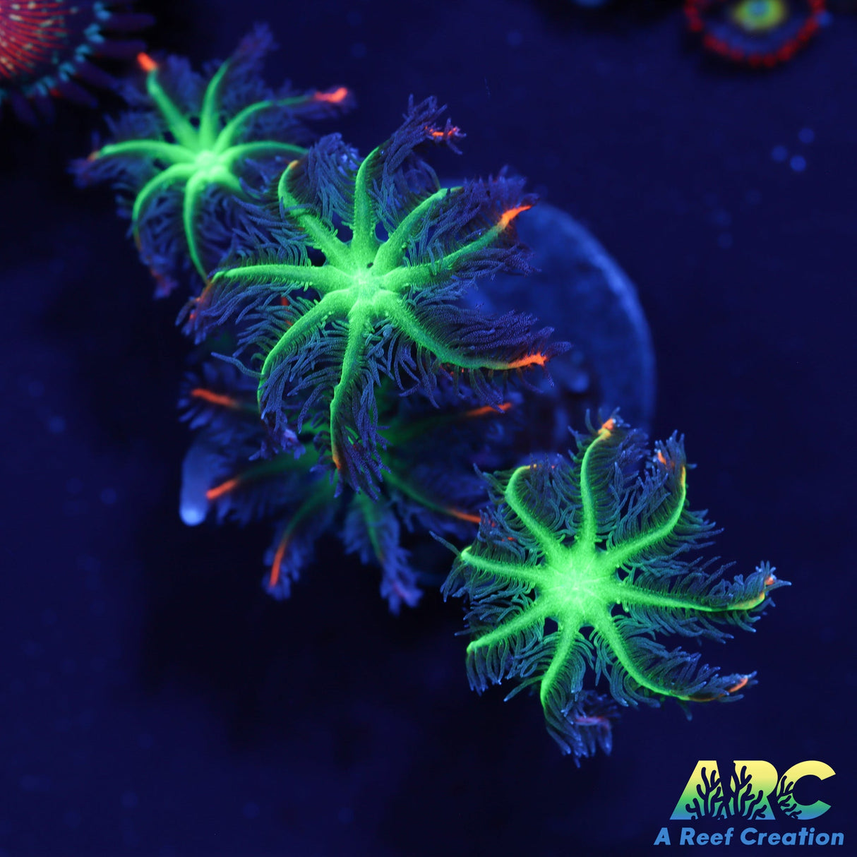 ARC Firework Clove Polyps