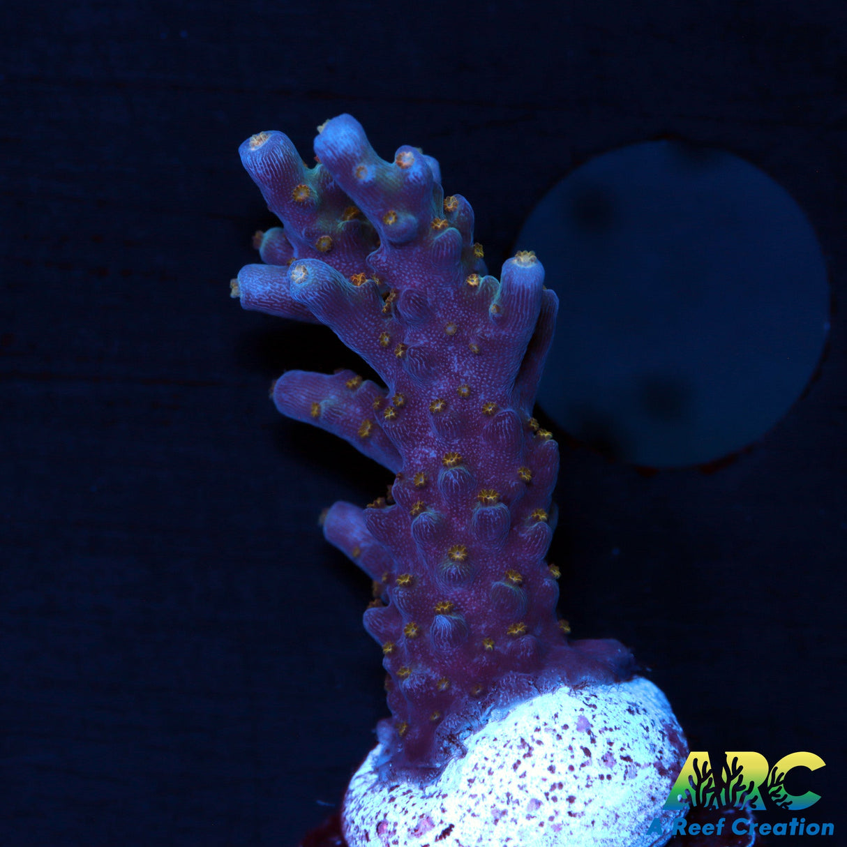 Tyree Merlin's Staff