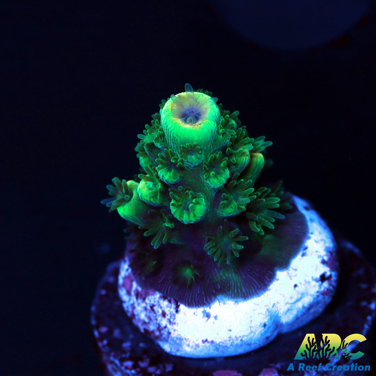Green Humilus Acro