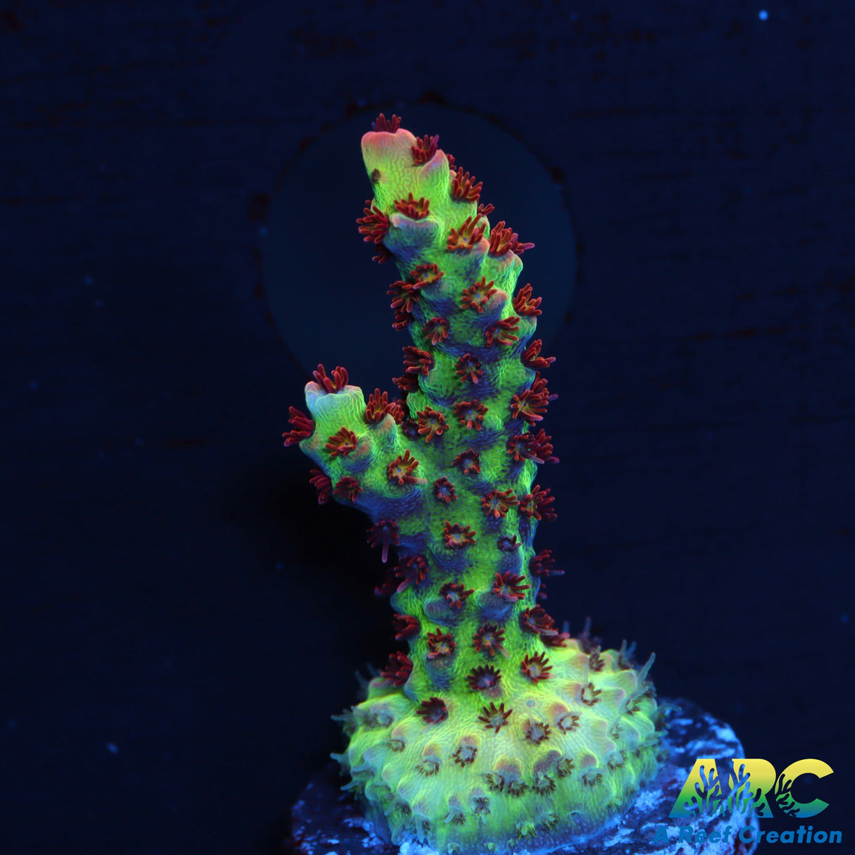 TCK Fuzzy Was a Bear