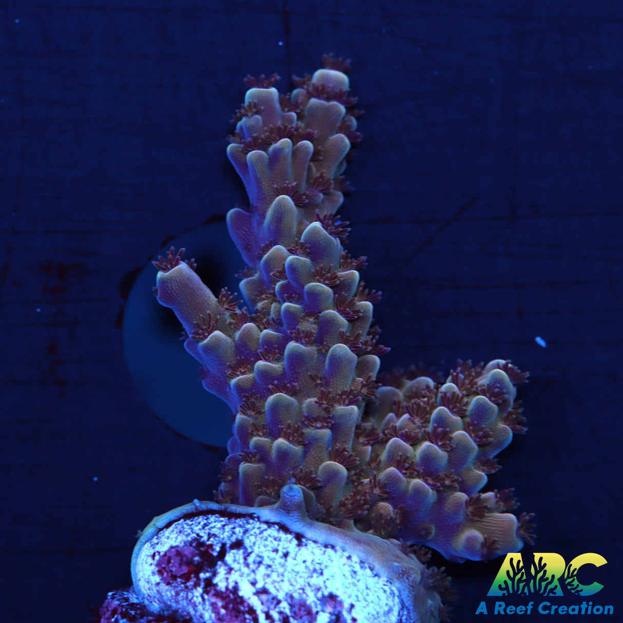 Sanjay's Concord Grape