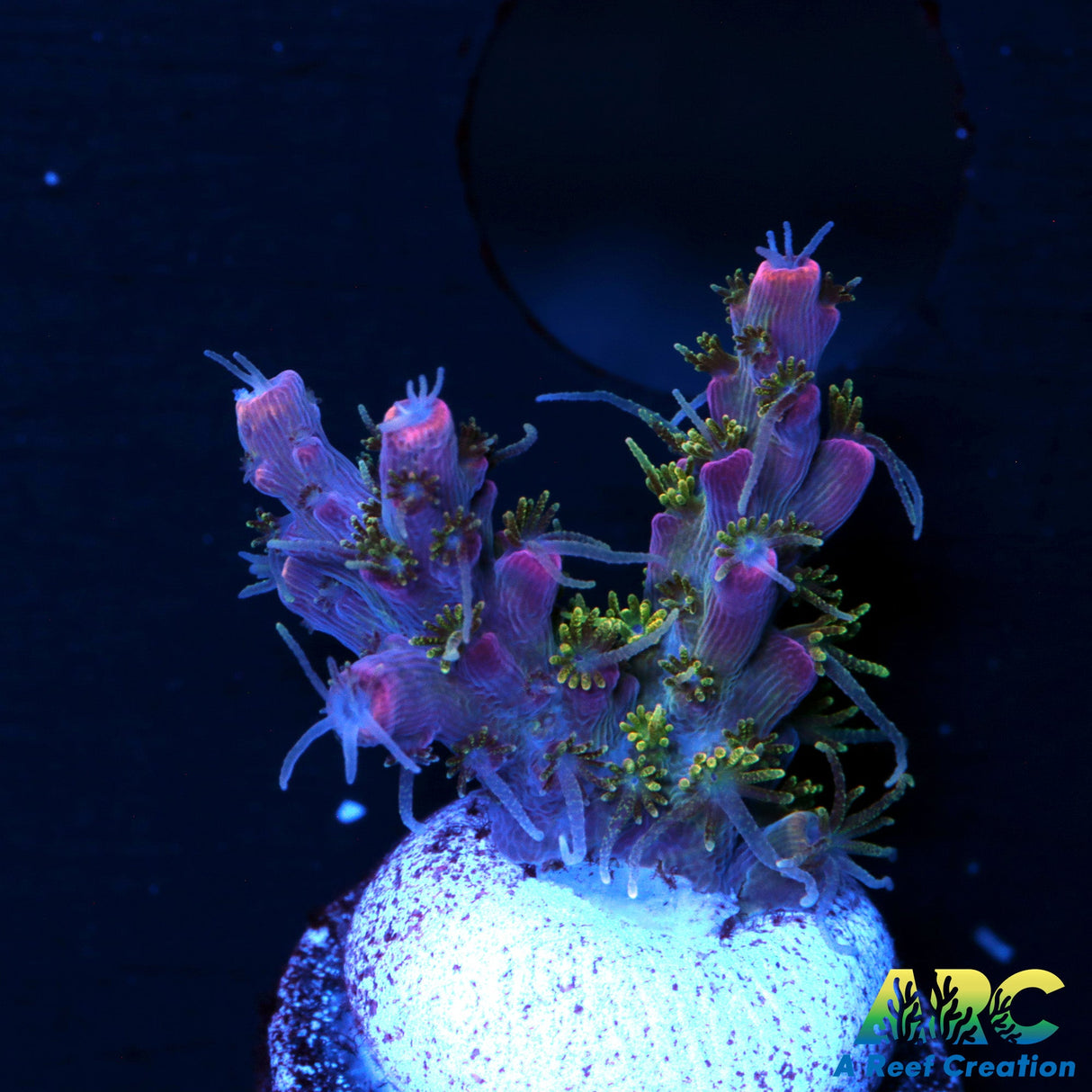 ARC Purple Hariy Monster