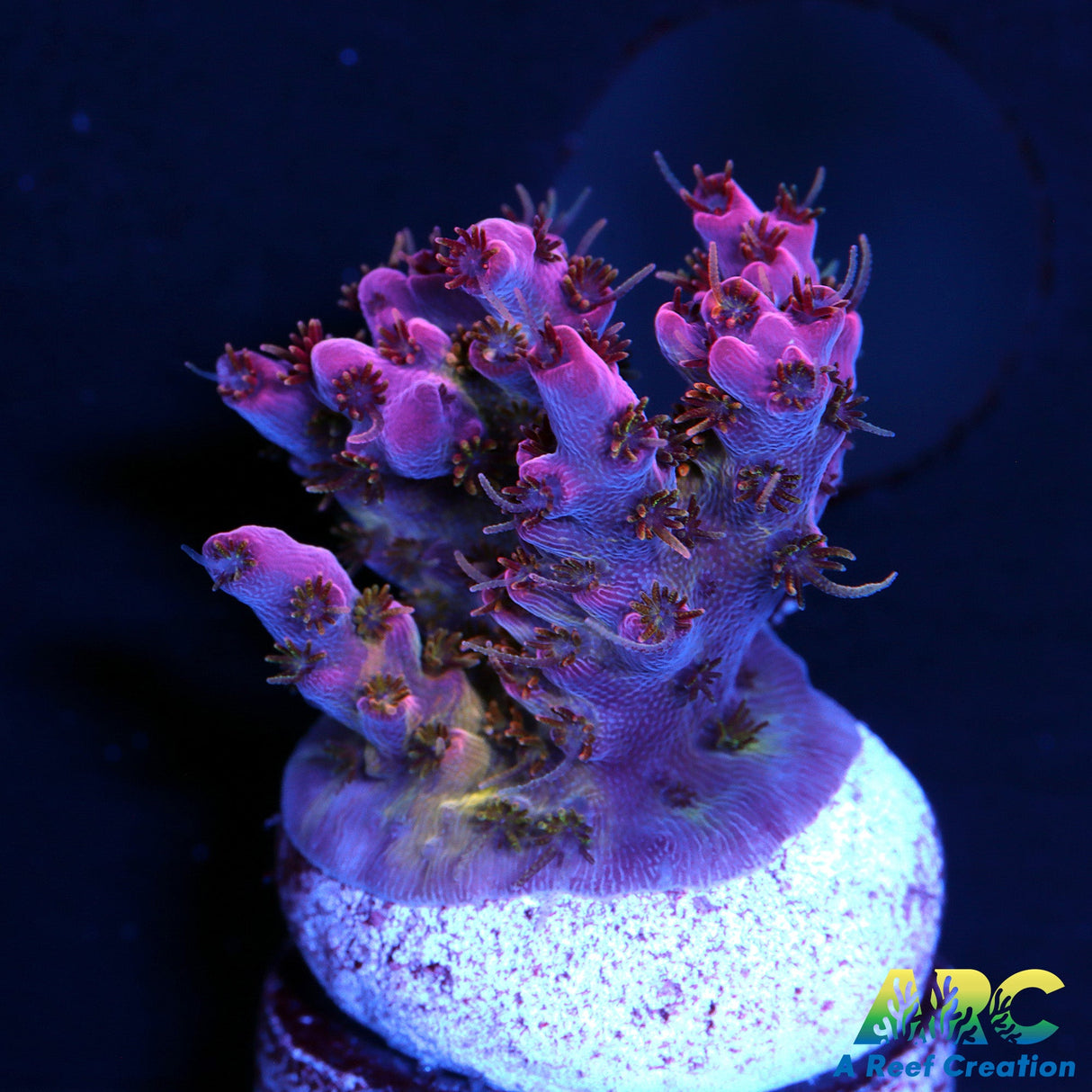 WWC Pink Passion