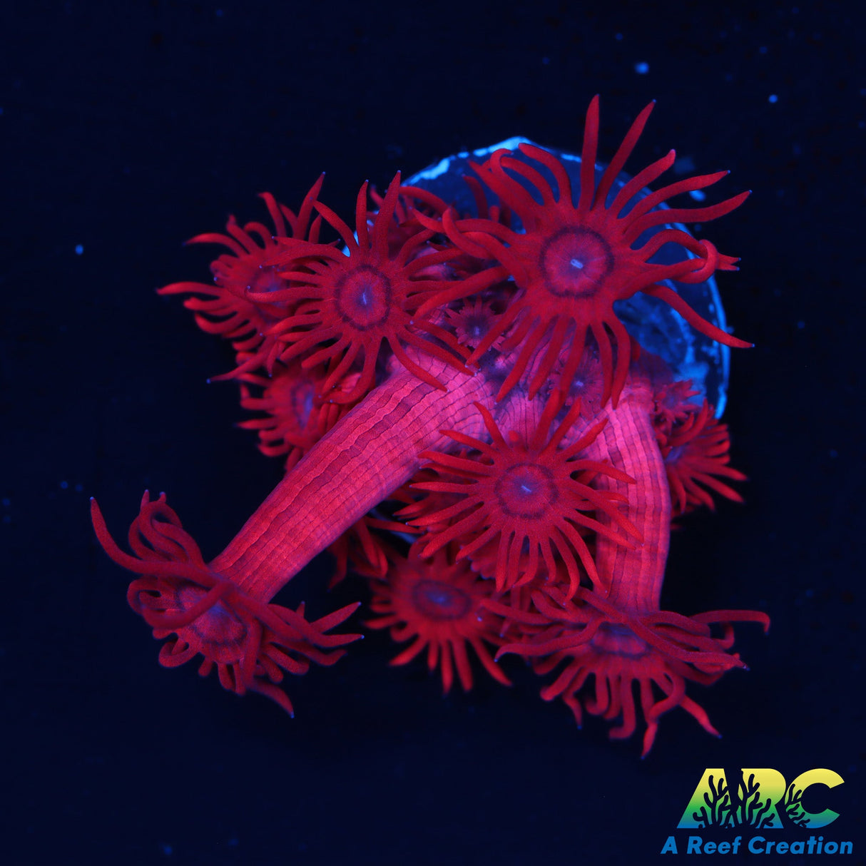 ARC Gma's Red Shag Goni