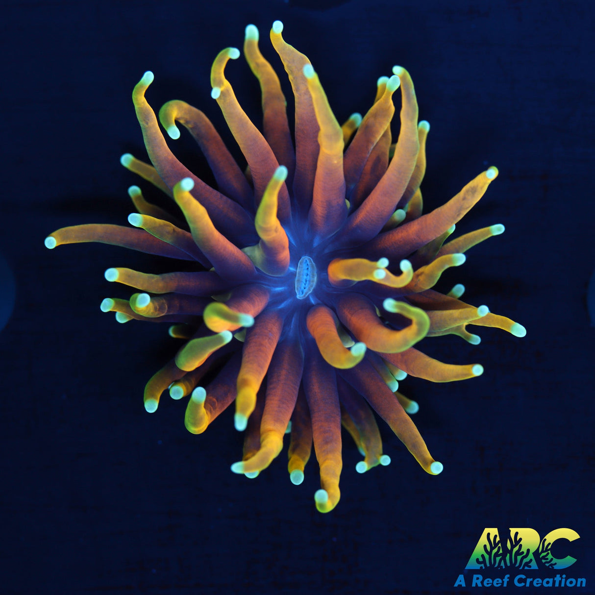 ARC Tyler's Inferno Torch