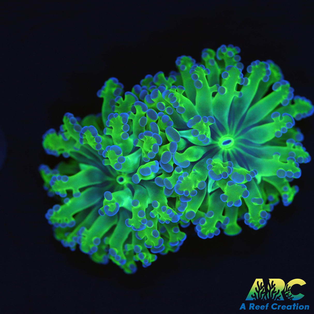 Dual Head Bicolor Frogspawn