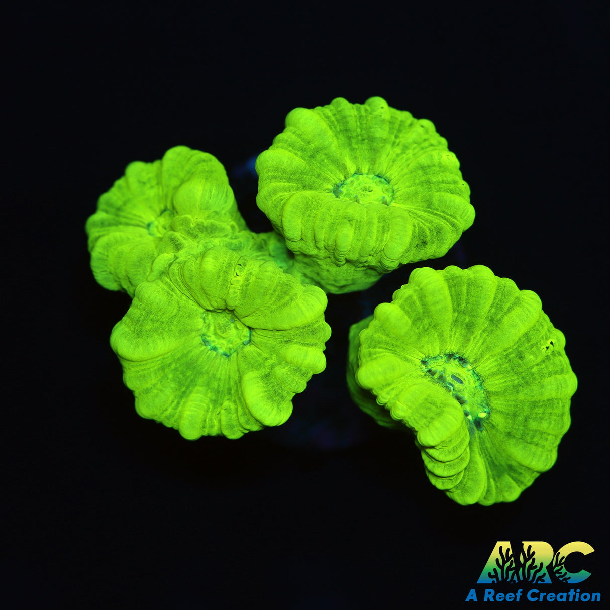 Kryptonite Candy Cane