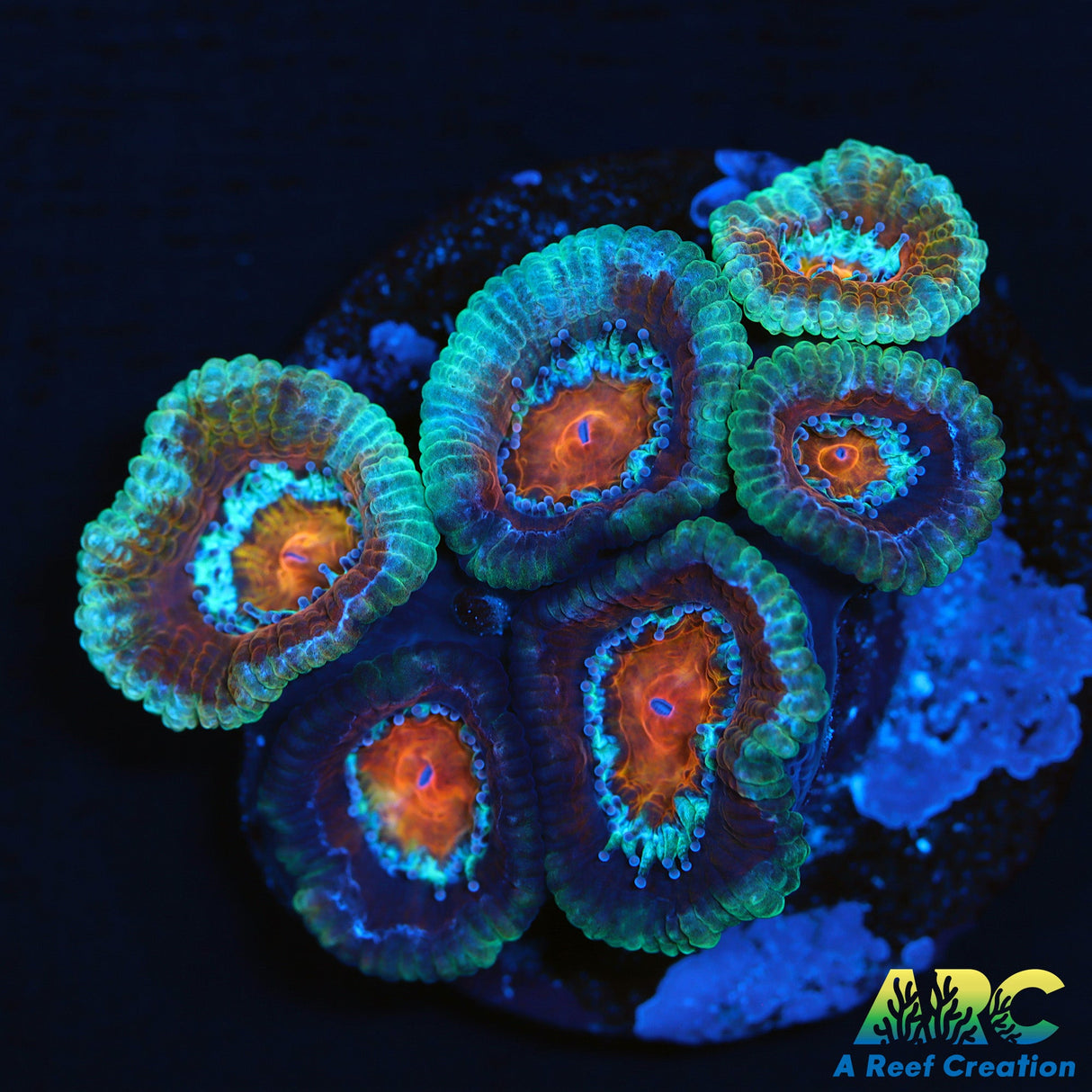 ARC Charmander Acan