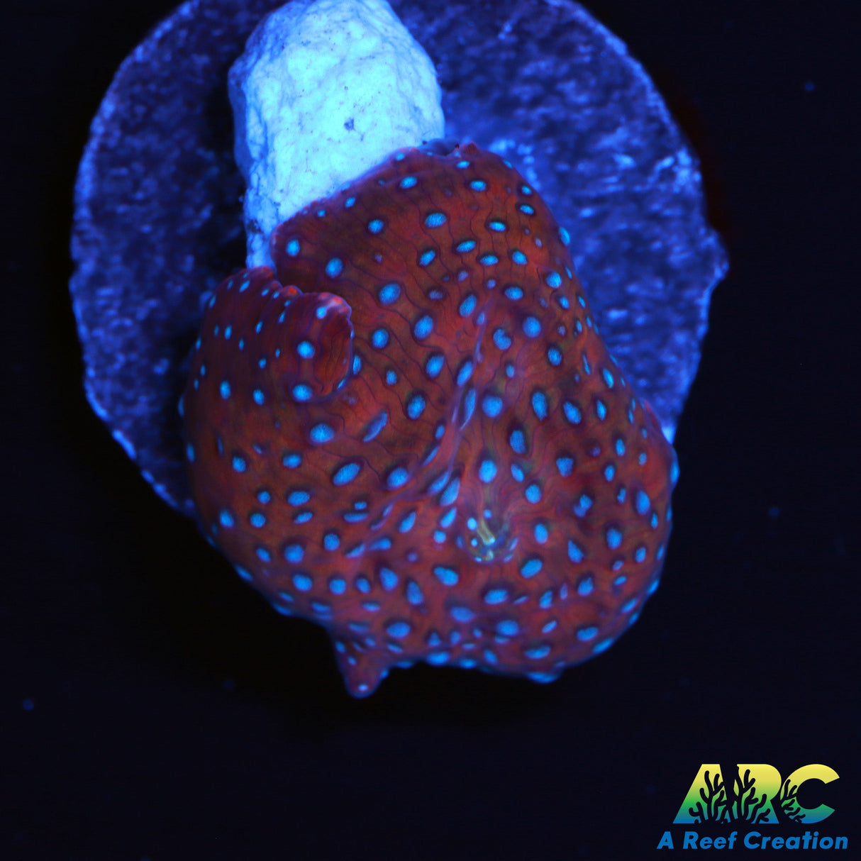 Superman Disco Mushroom