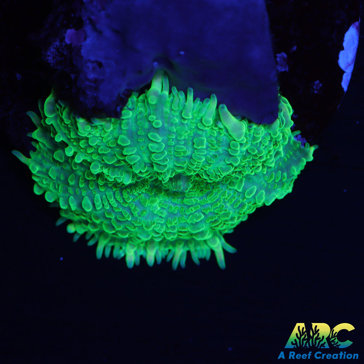 Bubbly Green Mushroom