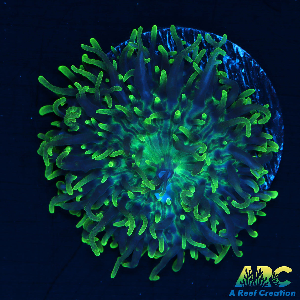 Green Hairy Mushroom