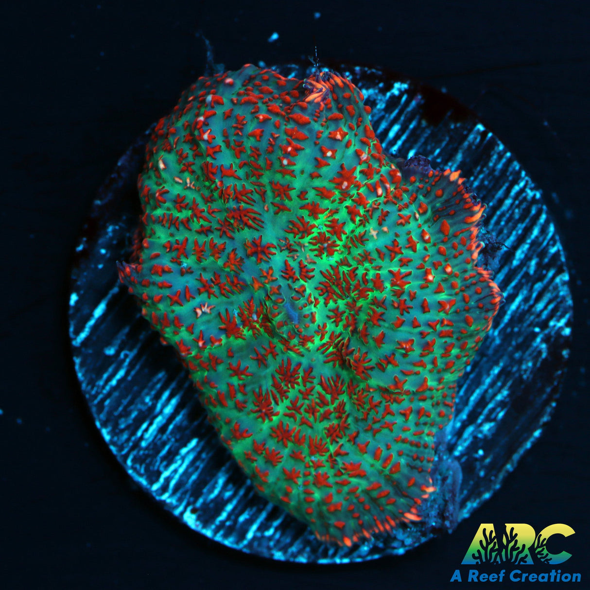 Forest Fire Type Mushroom