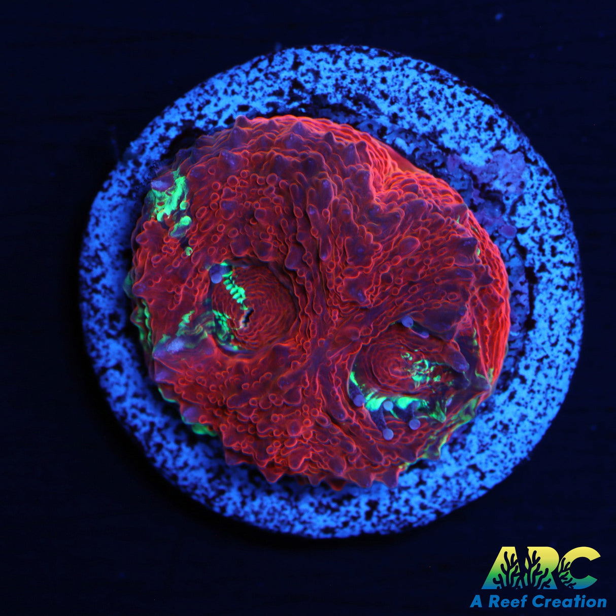 ARC Warpaint Bowerbanki