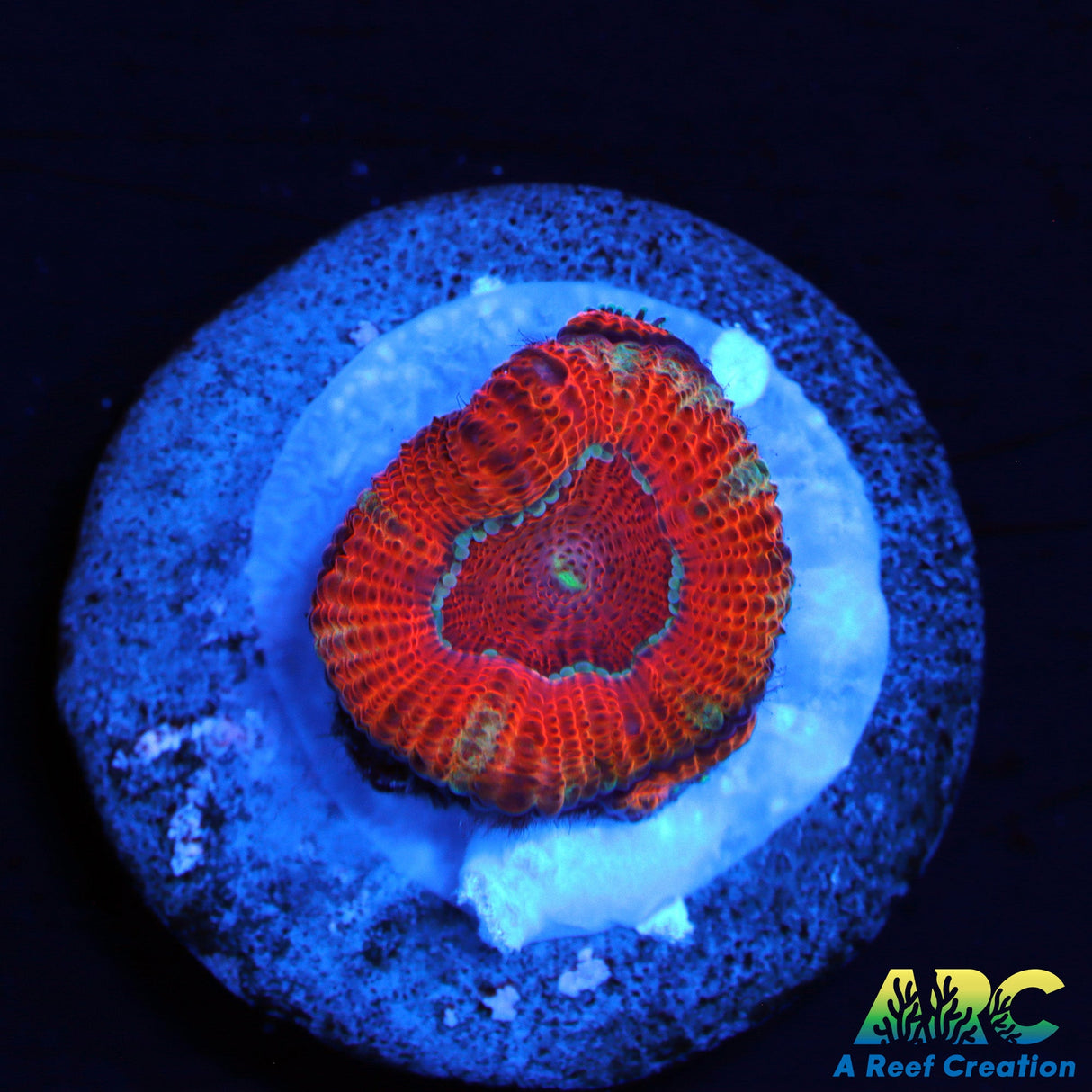 ARC Red Velvet Micromussa