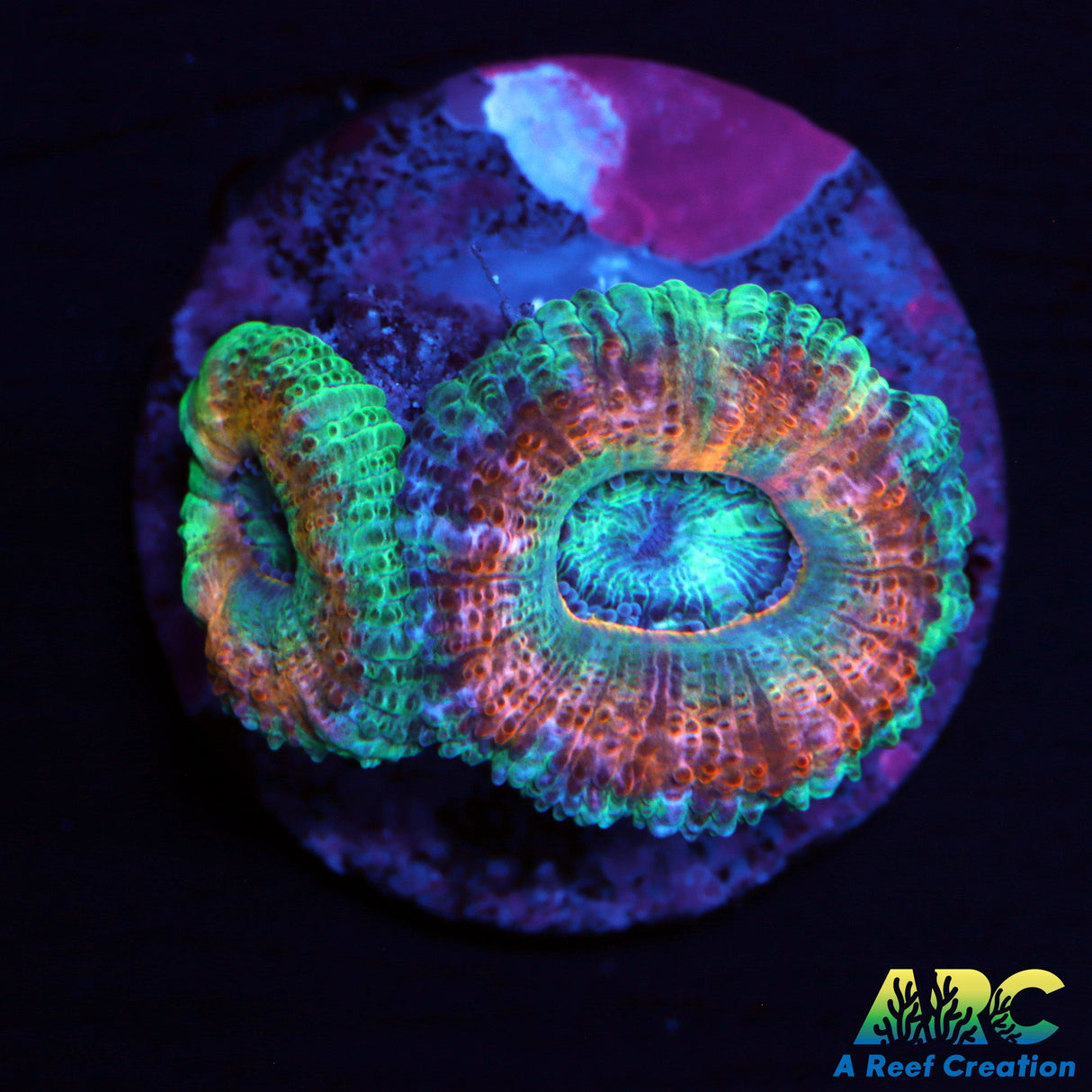 ARC Lavendar Acan