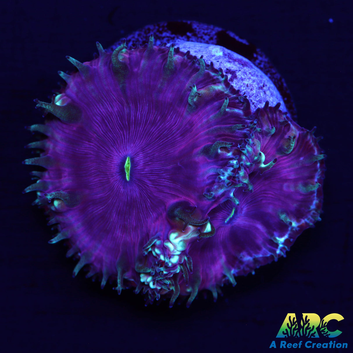 ARC Plum Crazy Blasto