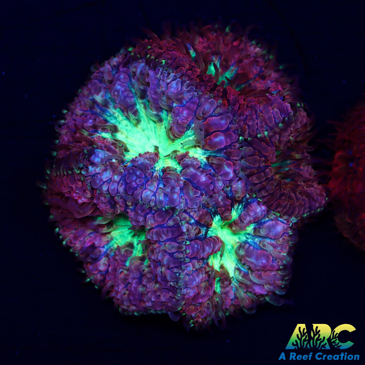 ARC Bubble Yum Blasto Large frag