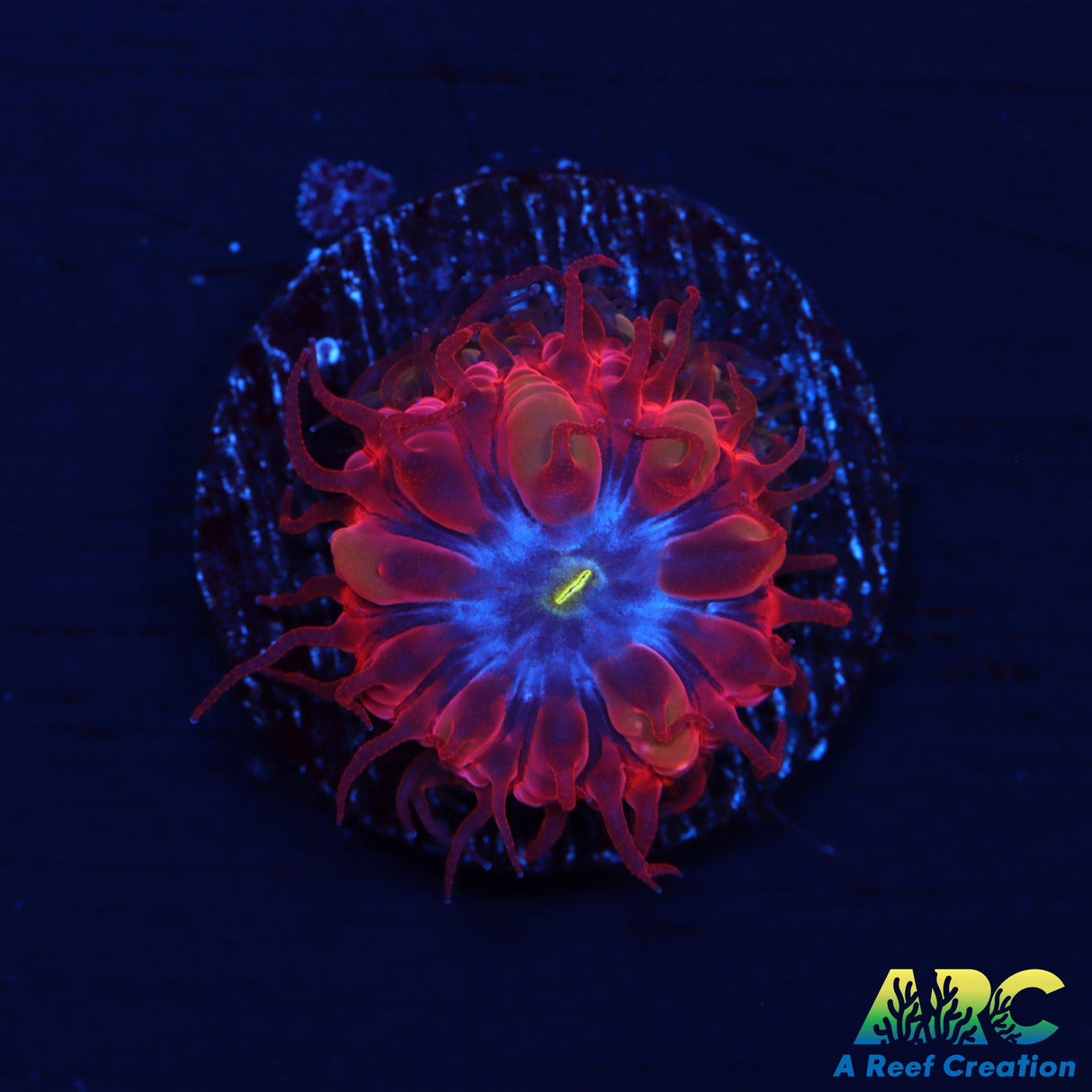 ECC Blue Raven Blasto