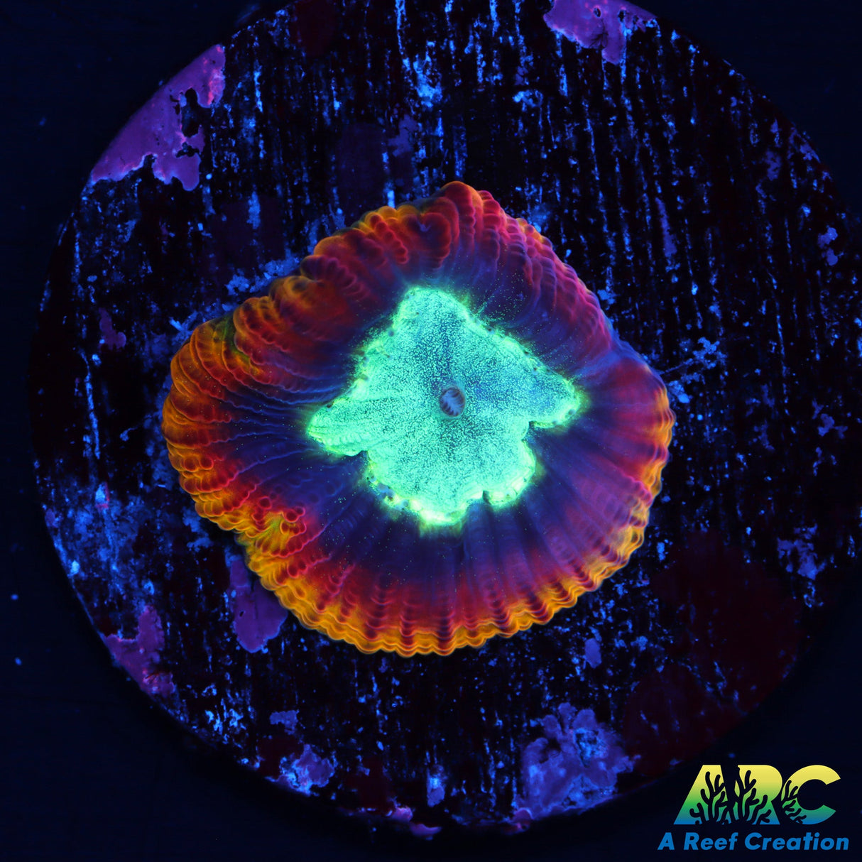 Large Polyp Psyco Rim Favia