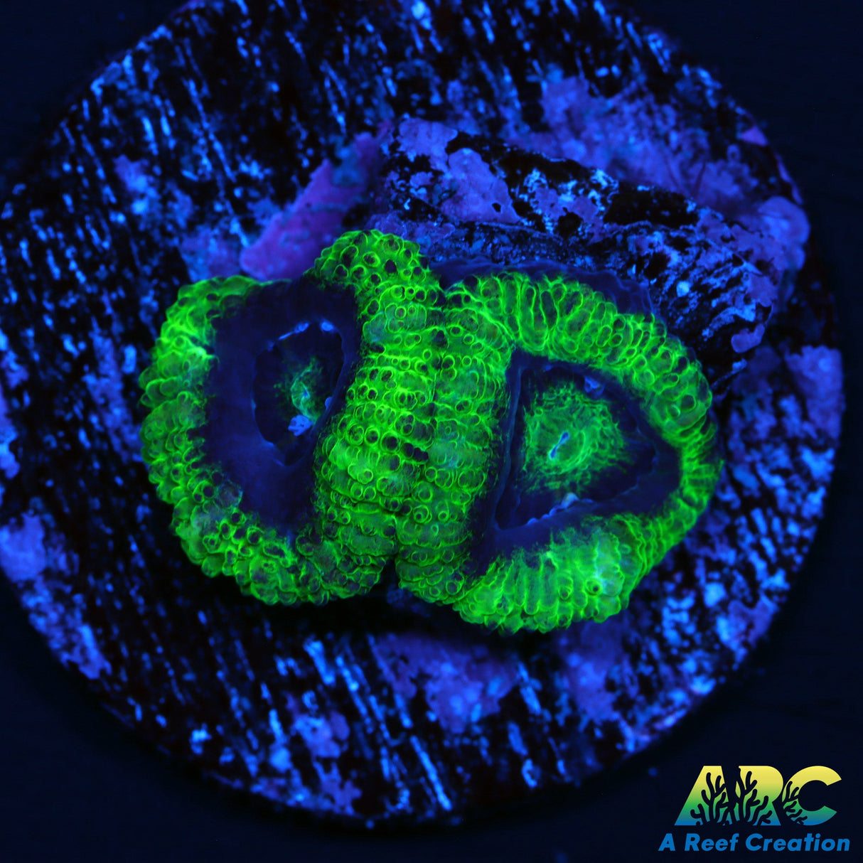 ARC Double Green Acan
