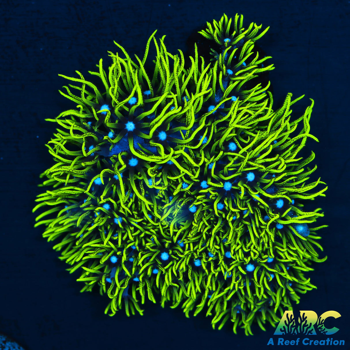 Green Star Polyps