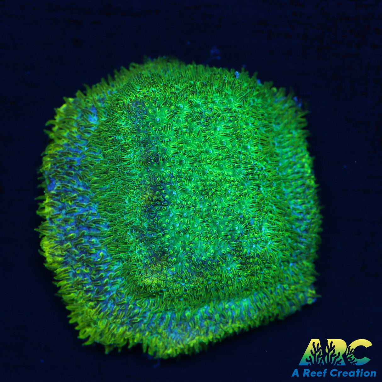 Blues Clues psammocora