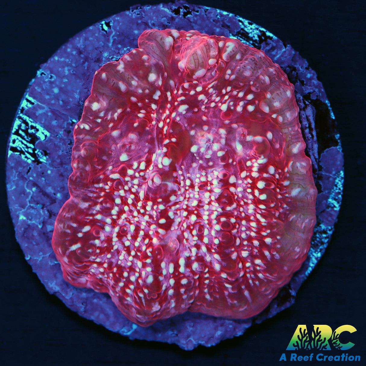 Paint Splatter Chalice