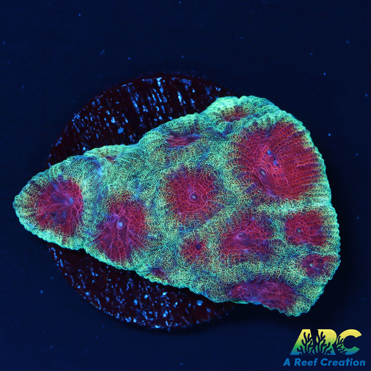 ARC Dante's Inferno Favia