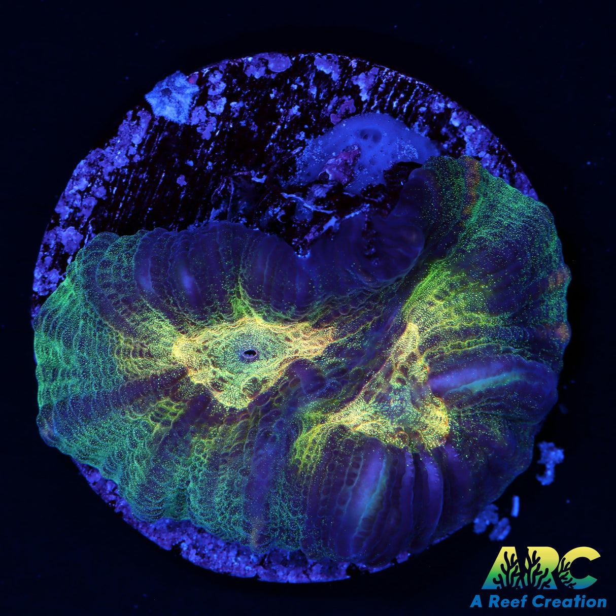 ARC Fake Invader Pectinia