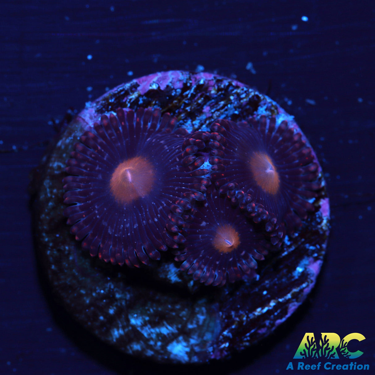 ARC Pumpkin Spice Zoa