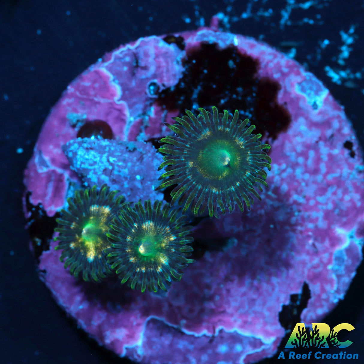 Greenday Zoas