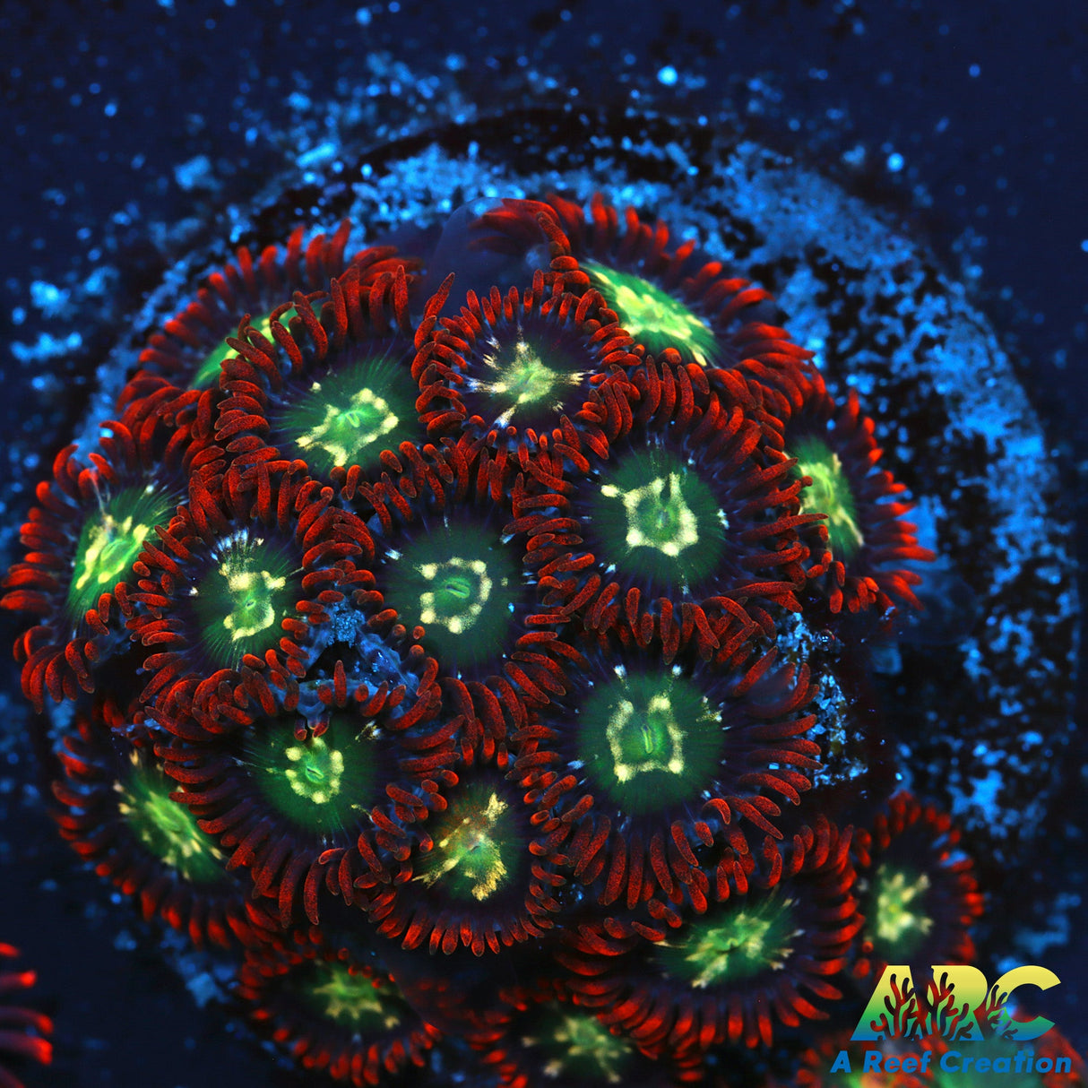 Alpha Omegas Zoas