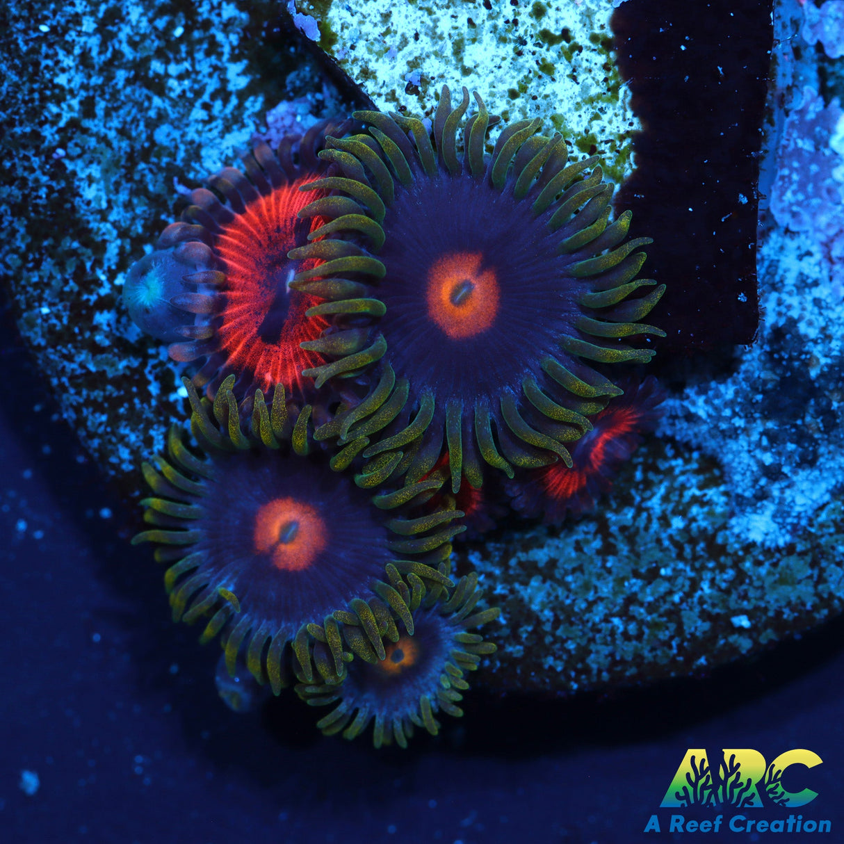 Blow Pops And Friends