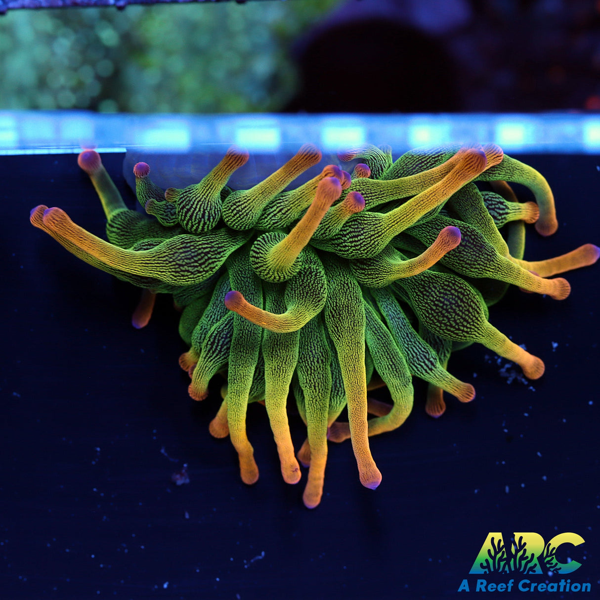 Holy Grail Bubble Tip Anemone