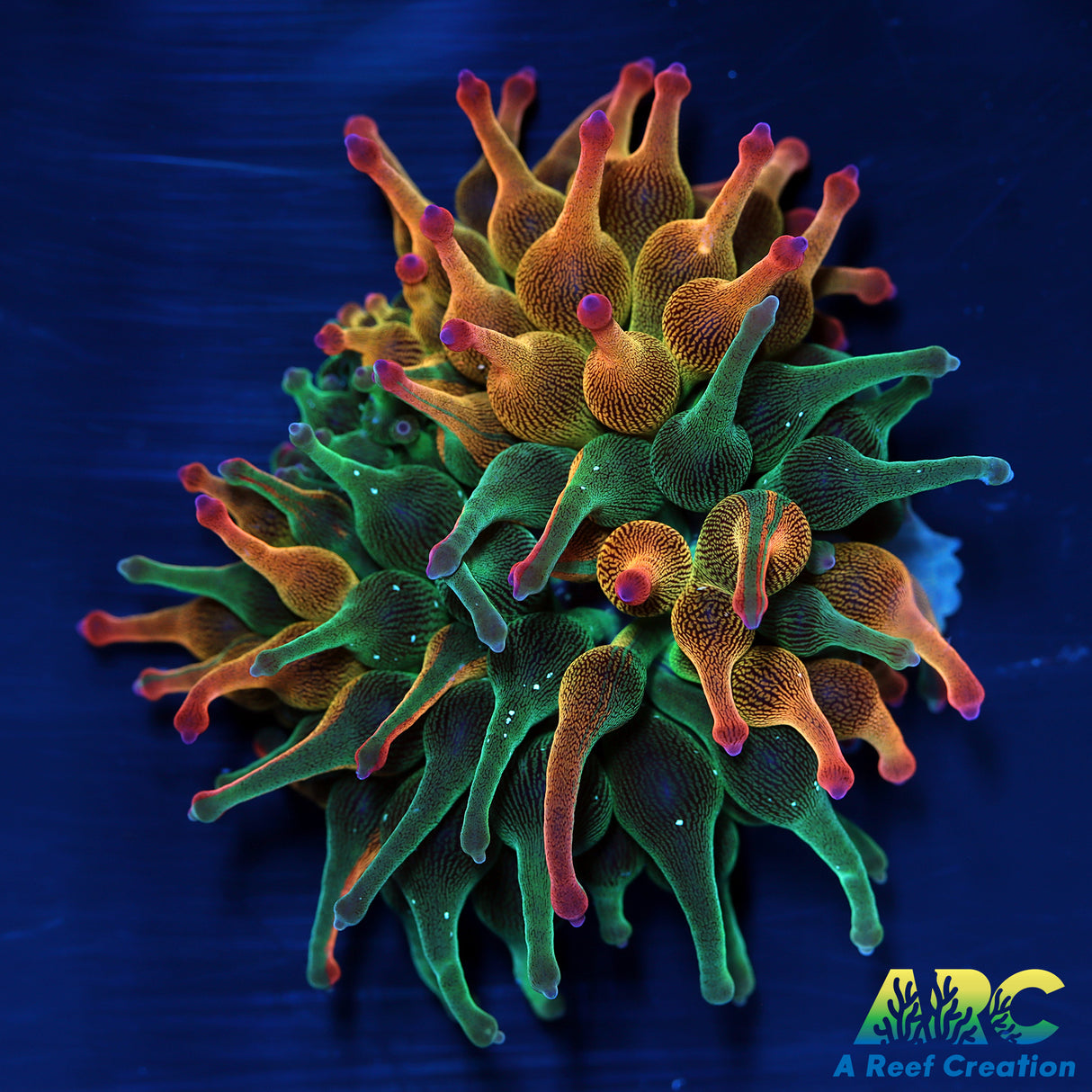 ECC Nexus Burst Bubble Tip Anemone