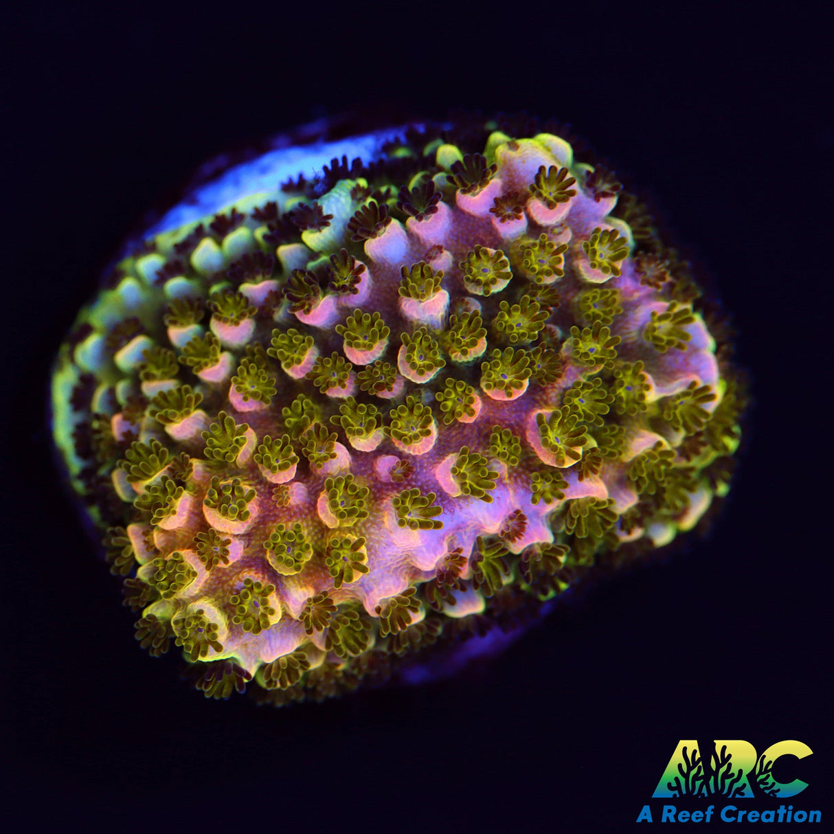 Sanjay's Wrecking Ball Encrusted Cookie