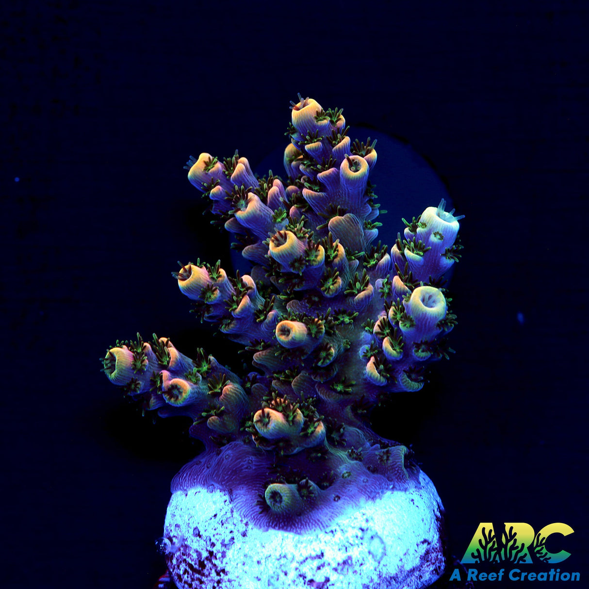 Sanjay's Party Time Table Acro