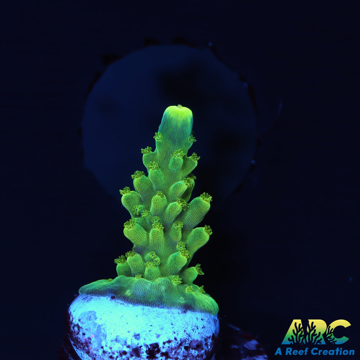 Paletta Tricolor Stag