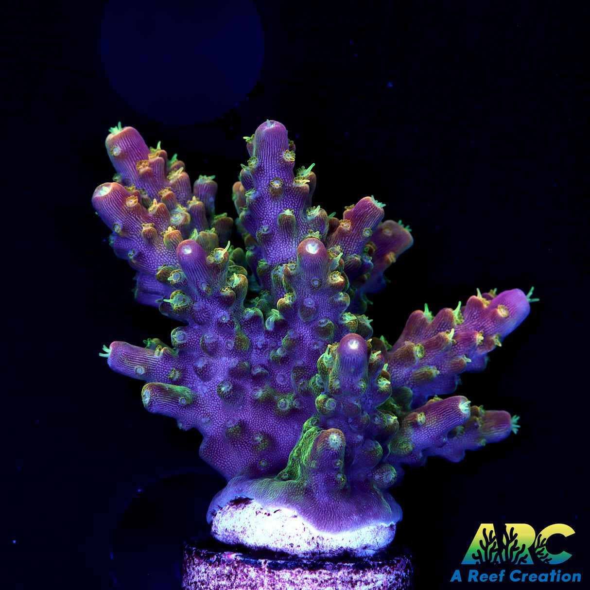 CC Gratfed Banana Hammock