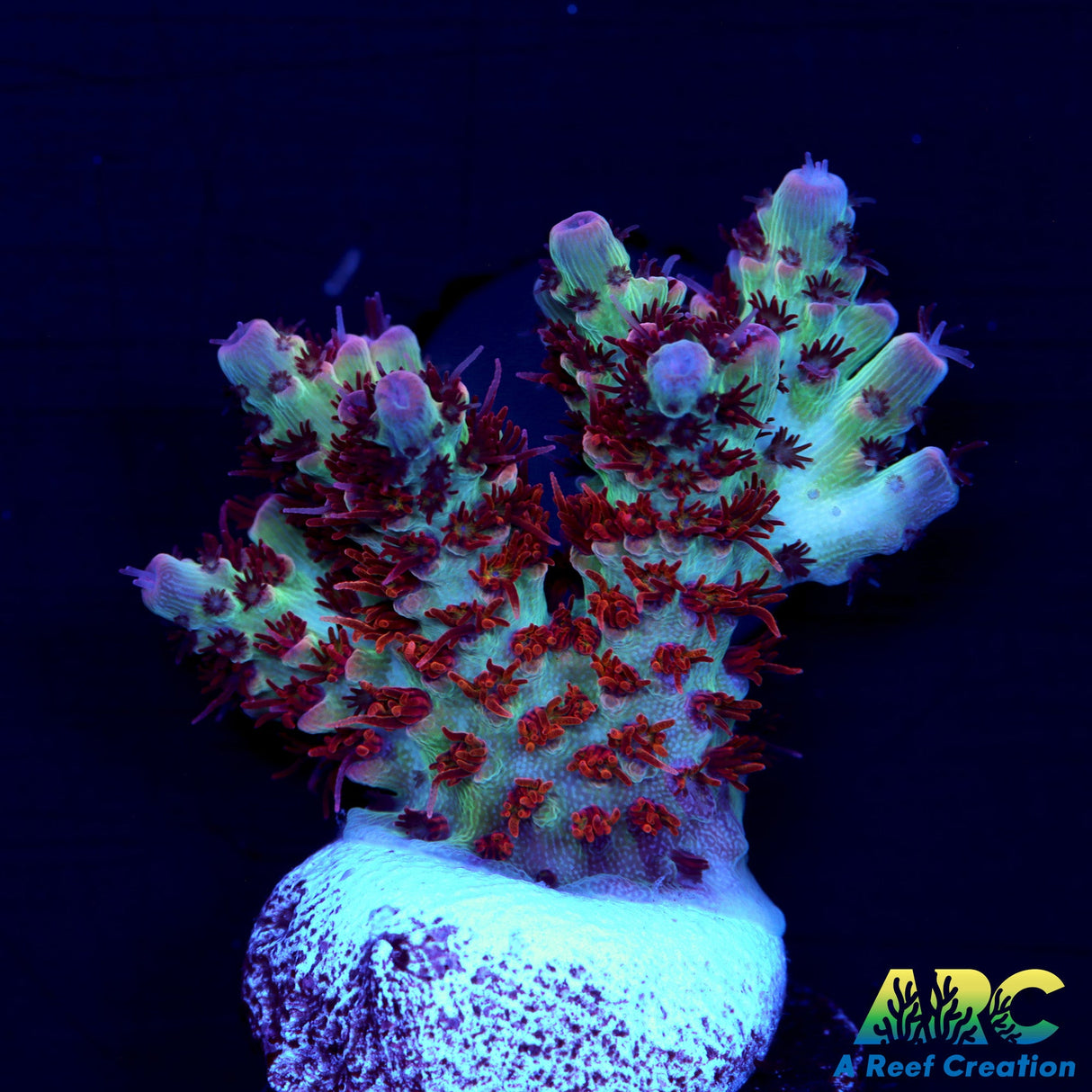 TCK Fuzzy Was A Bear